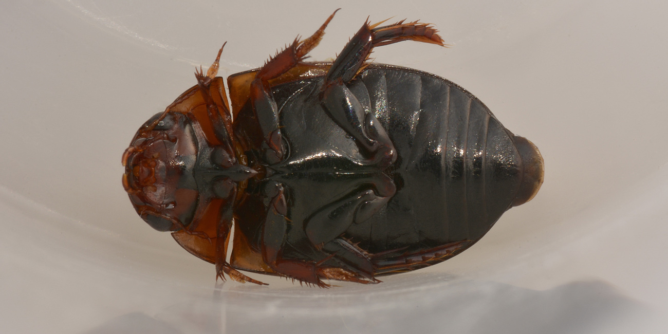 Dytiscidae: Agabus sp? S, Agabus brunneus